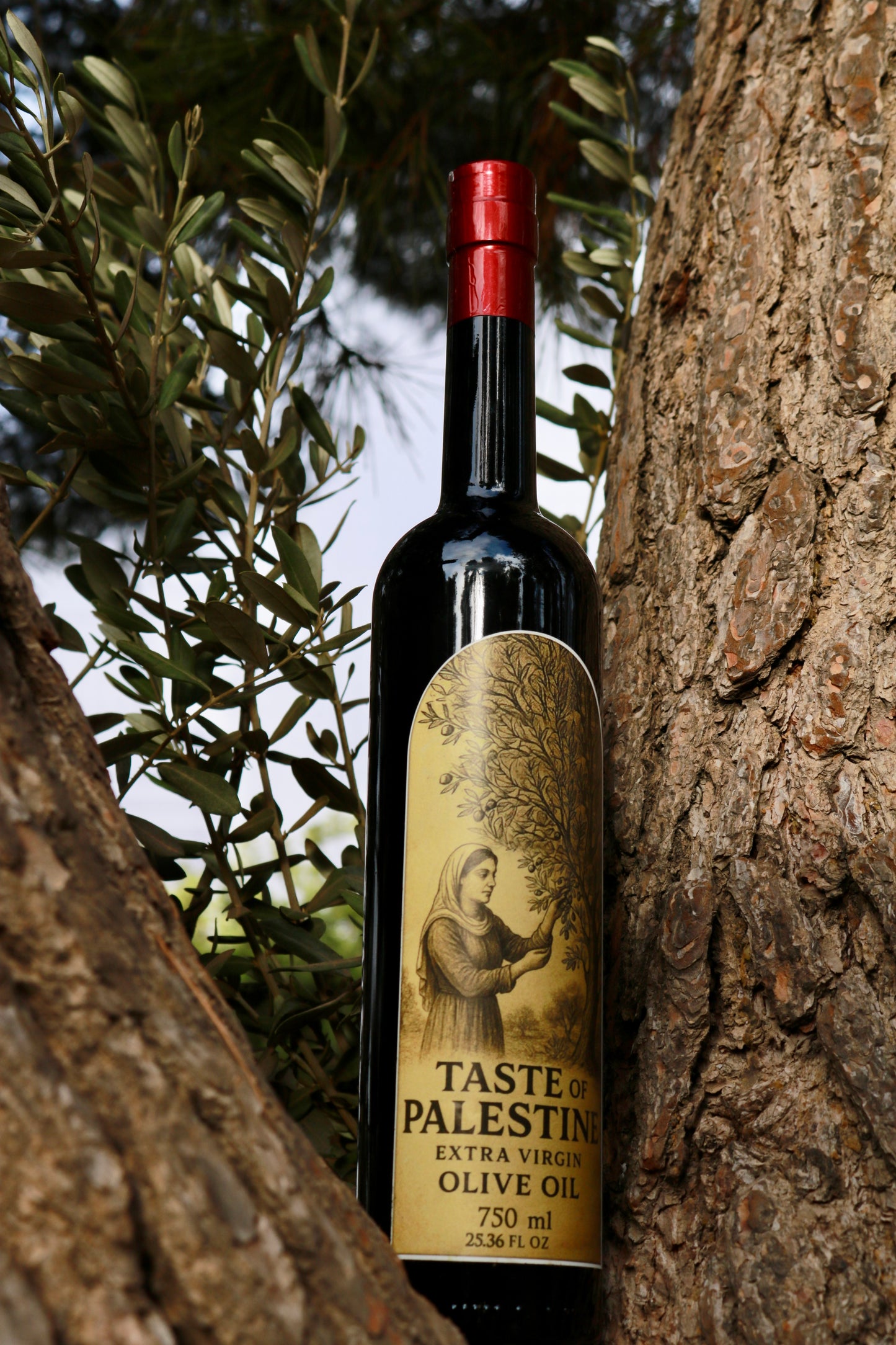 Extra virgin olive oil
